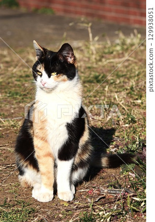 Cats are flexible and highly athletic 129938051