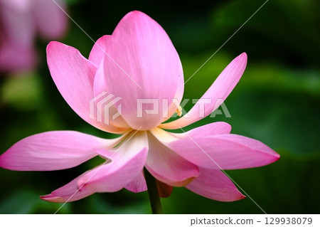 開花的蓮花 129938079