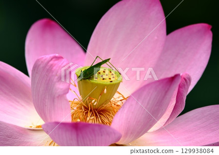 A grasshopper resting on a lotus flower 129938084