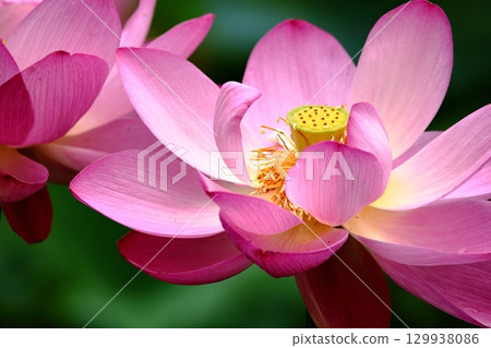 風景與蓮花 129938086