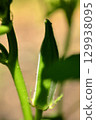 Okra grown in a field 129938095