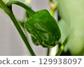 green peppers grown in the field 129938097