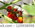 Red-colored cherry tomato kitchen garden 129938098