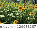 A healthy sunflower 129938267