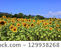 A sunflower field that shines in the blue sky 129938268