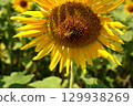 Sunflower blooming towards the sun 129938269