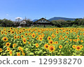 The sunflower fields of Lake Nyu shine against the blue sky 129938270
