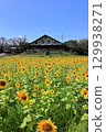 Sunflower fields at Lake Nyu in Tomioka, Gunma Prefecture 129938271