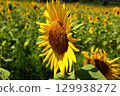 The sunflower's profile 129938272