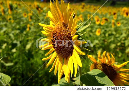 The sunflower's profile The sunflower's profile 129938272