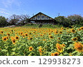 Sunflower fields and blue sky at Lake Nyu in Tomioka, Gunma Prefecture 129938273