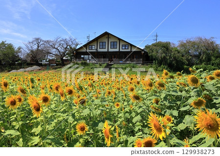 Sunflower fields and blue sky at Lake Nyu in Tomioka, Gunma Prefecture Sunflower fields and blue sky at Lake Nyu in Tomioka, Gunma Prefecture 129938273