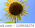 A healthy sunflower 129938274
