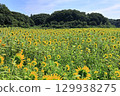 Sunflower field spreading to one side 129938275