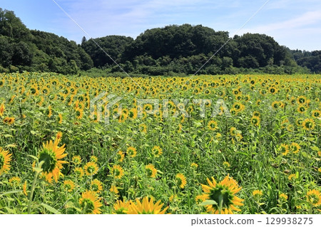 傳播到一邊的向日葵領域 傳播到一邊的向日葵領域 129938275