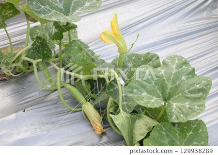 酷暑中的南瓜田，長滿藤蔓的 Zutkini 129938289