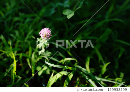 Red clover Red clover 129938299