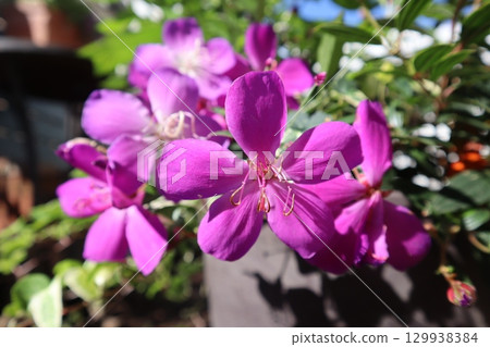 Pink flower Melastoma Pink flower Melastoma 129938384