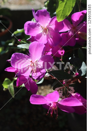 沐浴在陽光下的粉紅牡丹科植物 129938385