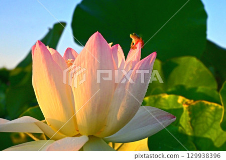 蓮花生的昆蟲天堂－令人放鬆的窗戶 129938396