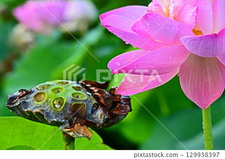 蓮花生的昆蟲天堂－令人放鬆的窗戶 129938397