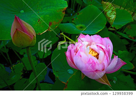 蓮花生的昆蟲天堂-令人放鬆的窗戶 蓮花生的昆蟲天堂-令人放鬆的窗戶 129938399