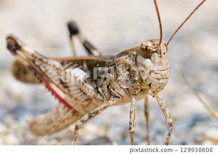 棕色蚱蜢,特寫 棕色蚱蜢,特寫 129938608