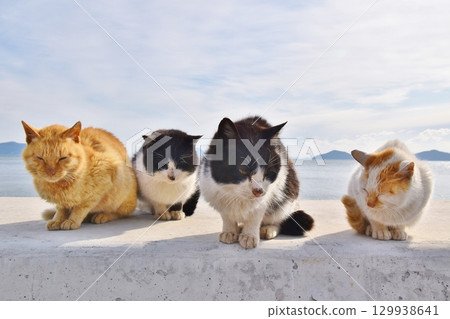 Cats of Mutsushima, Okayama Cats of Mutsushima, Okayama 129938641