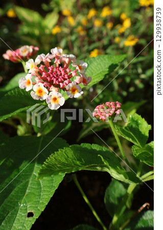 Lantana flowers bathed in the morning sun Lantana flowers bathed in the morning sun 129938739