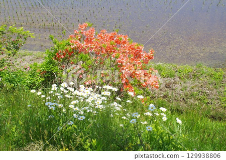 Flowers blooming along the footpath in the rural landscape of Geihoku Yahata 129938806