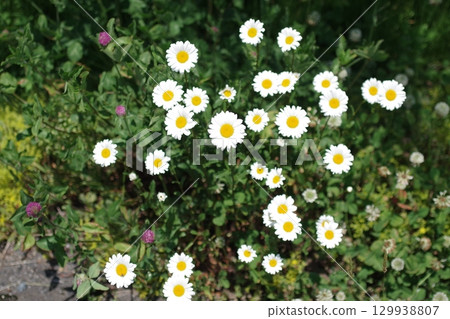 Flowers blooming in the countryside of Geihoku Yahata 129938807