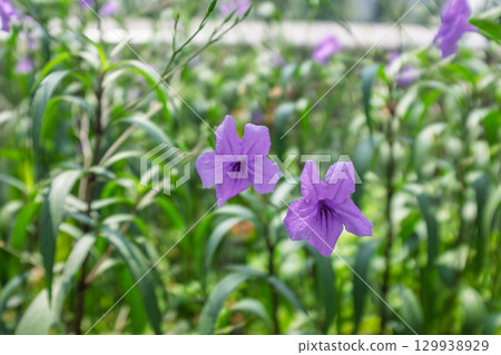 陽光下的紫花蘆莉草 129938929