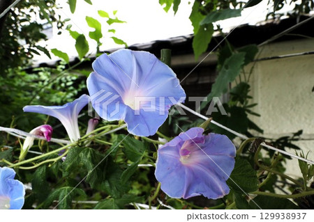 夏日庭園花卉「牽牛花」 牽牛花:花壇花卉:牽牛花大廈 夏日庭園花卉「牽牛花」 牽牛花:花壇花卉:牽牛花大廈 129938937