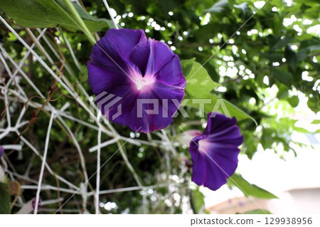 Summer garden flower "Morning glory" Morning glory: Flower bed flowers: Morning glory mansion 129938956