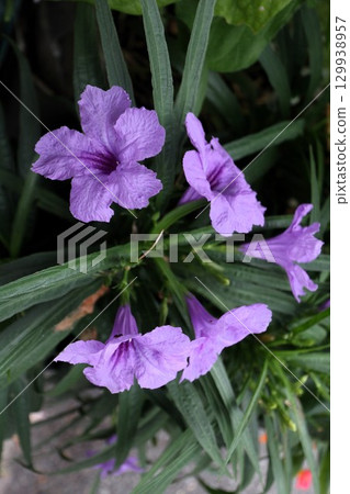 Flower bed flower "Ruellia" Acanthaceae: Ruellia genus 129938957