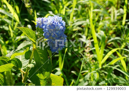 繡球花 繡球花 129939003