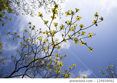 The dogwood (Cornus florida) is in bloom. The dogwood (Cornus florida) is in bloom. 129939082