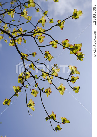 The dogwood (Cornus florida) is in bloom. 129939083