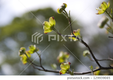 山茱萸(Cornus florida)正在盛開。 山茱萸(Cornus florida)正在盛開。 129939085