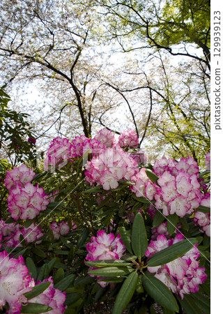 Rhododendrons are in full bloom in the rhododendron garden. Rhododendrons are in full bloom in the rhododendron garden. 129939123