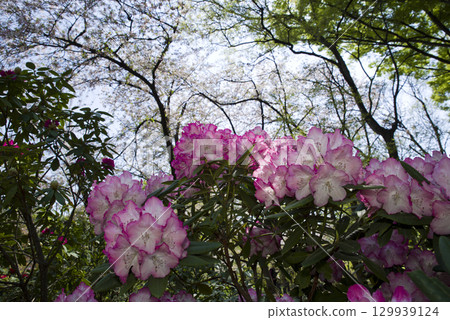 Rhododendrons are in full bloom in the rhododendron garden. Rhododendrons are in full bloom in the rhododendron garden. 129939124