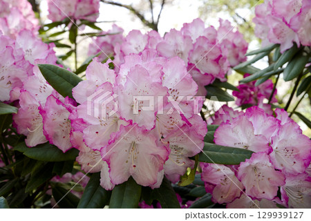 Rhododendrons are in full bloom in the rhododendron garden. Rhododendrons are in full bloom in the rhododendron garden. 129939127