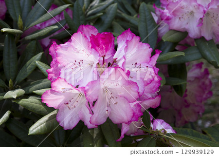 Rhododendrons are in full bloom in the rhododendron garden. 129939129