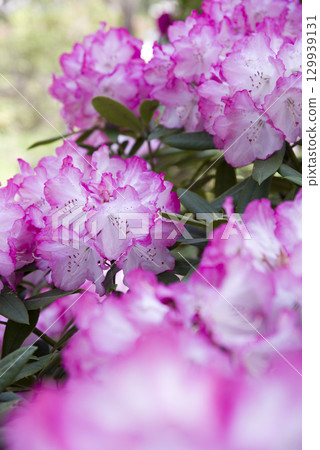 Rhododendrons are in full bloom in the rhododendron garden. Rhododendrons are in full bloom in the rhododendron garden. 129939131