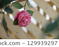 Camellia scent 129939297