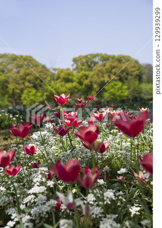 Many red tulips are blooming in the flower beds in the park. Many red tulips are blooming in the flower beds in the park. 129939299
