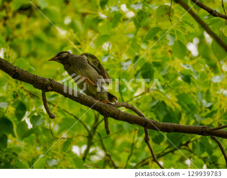 Green trees and birds perched on the branches Green trees and birds perched on the branches 129939783