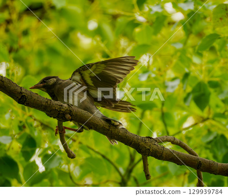 綠樹成蔭,鳥兒棲息在樹枝上 綠樹成蔭,鳥兒棲息在樹枝上 129939784