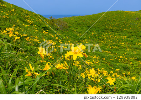新潟縣佐渡市 - 佐渡島外海府海岸小野龜附近的飛島萱草群落 129939892