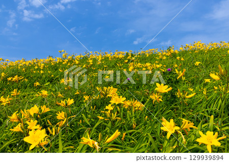 新潟縣佐渡市 - 佐渡島外海府海岸小野龜附近的飛島萱草群落 新潟縣佐渡市 - 佐渡島外海府海岸小野龜附近的飛島萱草群落 129939894